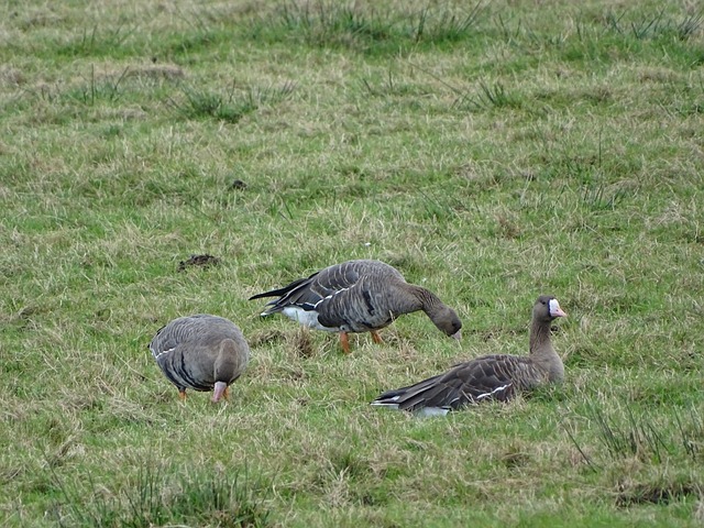 赠予的优势 赠予的优势
