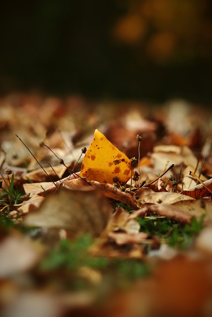 迷和俱乐部 迷和俱乐部