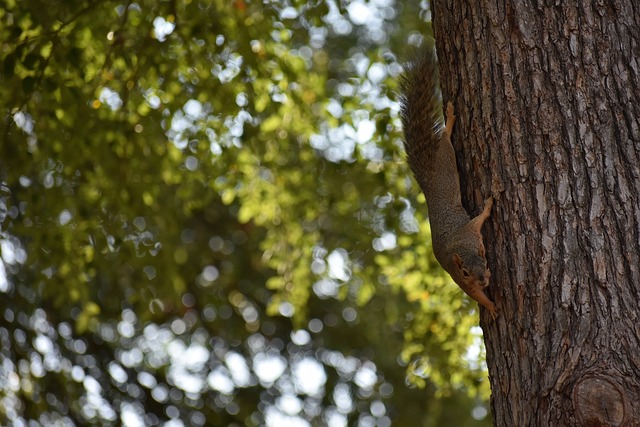 塞浦路斯的 塞浦路斯的